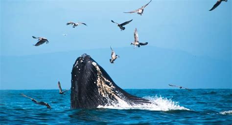 The Biggest Sea Creature! Largest Ocean Animals - Florida Independent