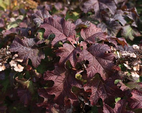 Lil Annie Oakleaf Hydrangea Star Roses And Plants