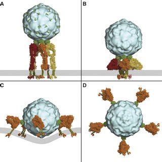 Ev Favours Inactive Integrin A A Structural Model Of The Human