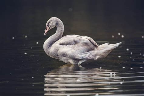 Why Do Ducks Have feathers? (Explained) - HayFarmGuy