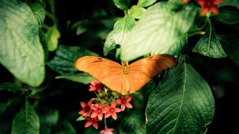 Audubon Butterfly Garden and Insectarium, New Orleans - Book Tickets ...