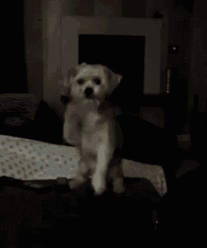 Dog Please GIF - Dog Please Waves - Discover & Share GIFs