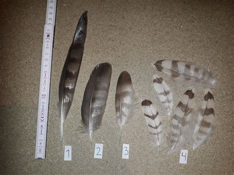 Northern Goshawk Feathers - Etsy