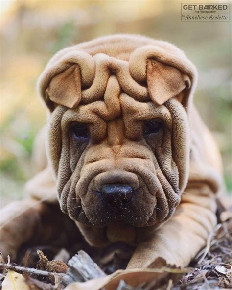 Shar Pei Puppy Shar Pei Puppies Puppies Cute Puppies