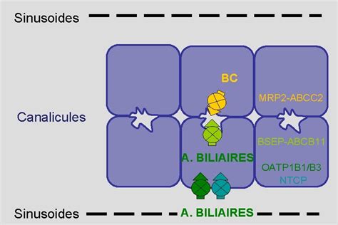 Cm Ictere Prrequis Anatomie Des Voies Biliaires Intra