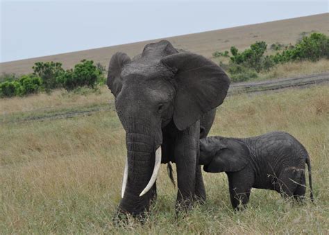 6 Days Amboseli Lake Nakuru Masai Mara Migration Safari Green