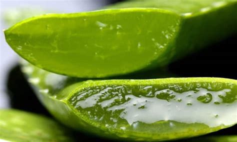 Los Sorprendentes Usos Del Aloe Vera Para La Salud Y Belleza Aloe Vera Saludable