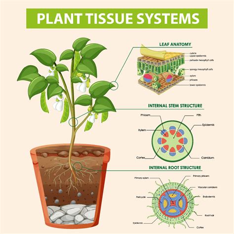 Diagram showing Plant Tissue Systems 1999072 Vector Art at Vecteezy