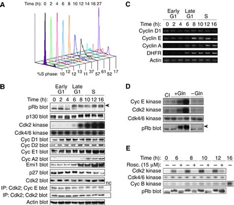 A Systems Biology Dynamical Model Of Mammalian G1 Cell Cycle