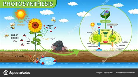 Cellular Respiration For Kids Animation