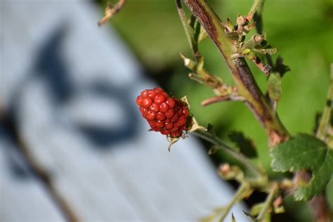 Raspberry Shortcake Dwarf Thornless Raspberry