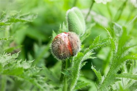 Amapola_tgn:  A Controversial Truth