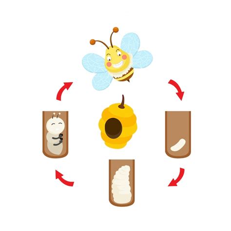 Premium Vector Illustration Life Cycle Bee Vector