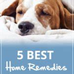 5 Proven Home Remedies for Your Dog with Diarrhea