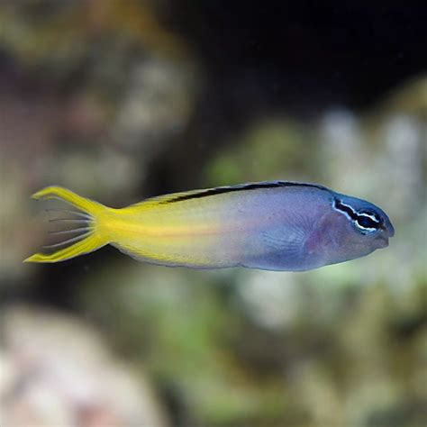 Panamic Barnacle Blenny Fish And Coral Store