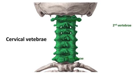 Cervical vertebrae anatomy and pathology | PPT