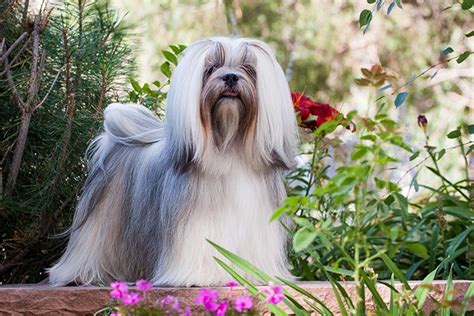 Lhasa Apso vs. Shih Tzu: How to Tell the Difference