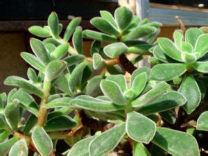 echeveria pulvinata chenille plant world  succulents