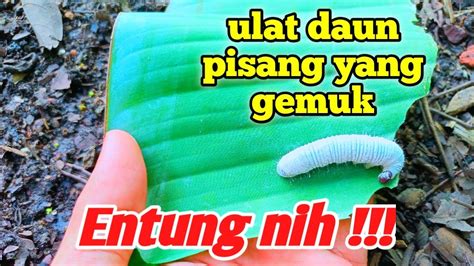 Mengenal Apa Itu Ulat Daun Pisang Atau Entung Youtube