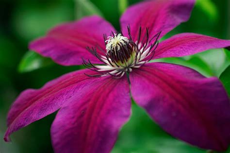 Clematis Honora Late Large Flowered Clematis