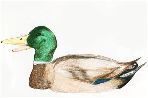 Drawing Mallard Duck Cartoon - apostolicavideo