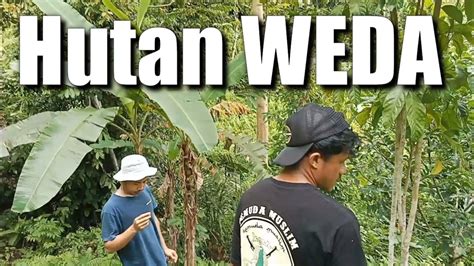 Baru Sampe Langsung Menjelajahi Hutan Weda YouTube