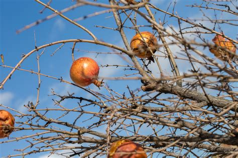 Granatapfelbaum Richtig Schneiden Tipps Anleitung