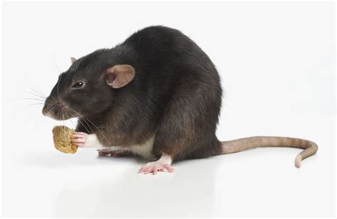 What Do Pet Rats Eat? in 2024 | Pet rats, Cute rats, Pets