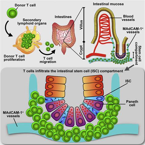 T Cell Recruitment To The Intestinal Stem Cell Compartment Drives Immune Mediated Intestinal