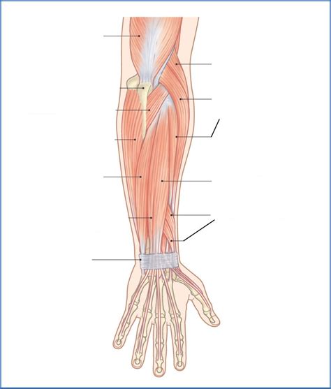 Posterior View Of Forearm Wrist Muscles HUMAN Extensors Diagram