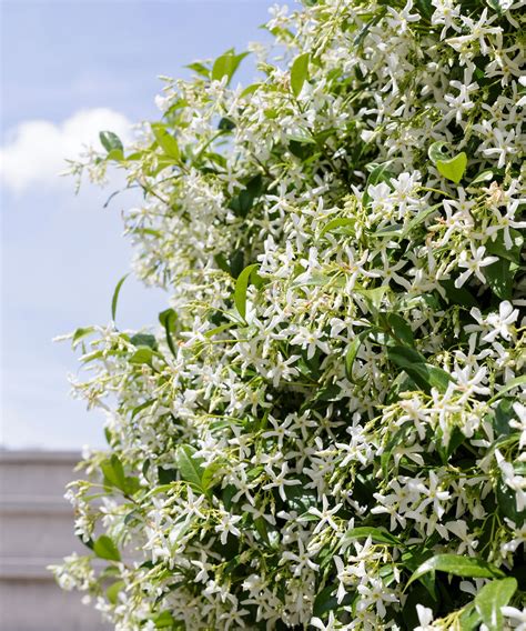 How To Grow Jasmine Expert Tips On Growing This Scented Climber