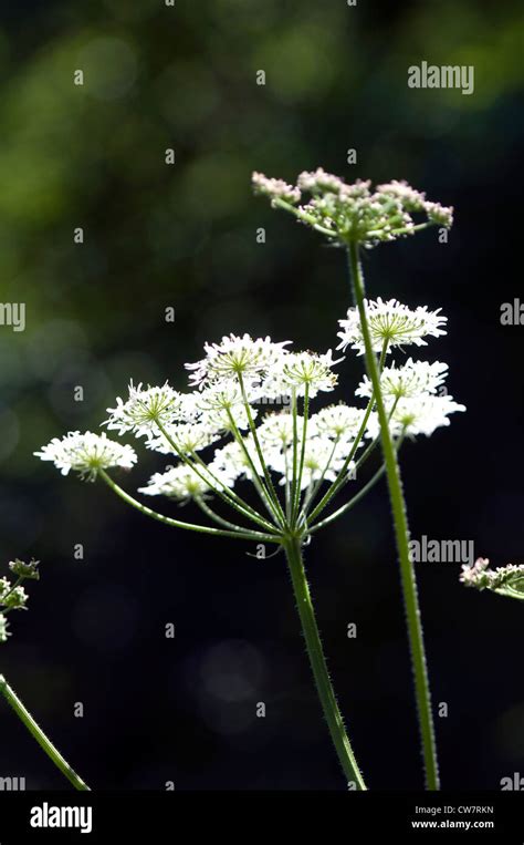 Heracleum Blumen Stockfotos Und Bilder Kaufen Alamy