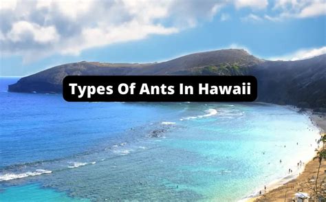 Types Of Ants In Hawaii The Ant Keeper