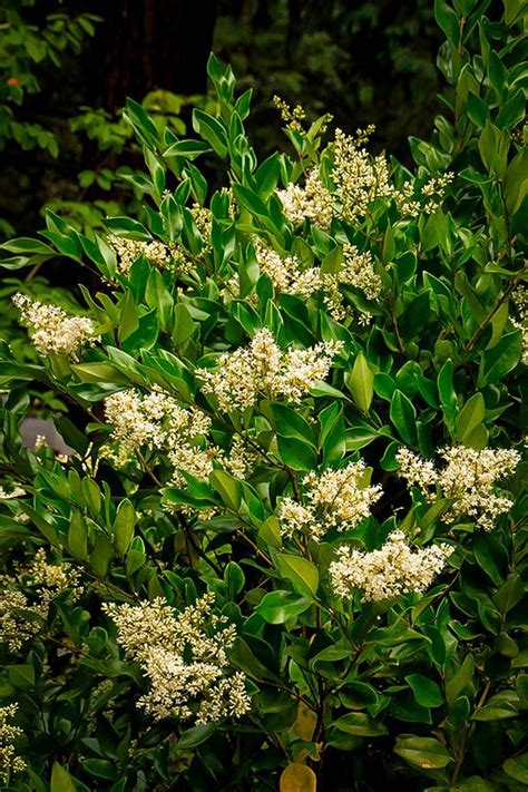 Japanese Privet Tree For Sale Jong Wilke