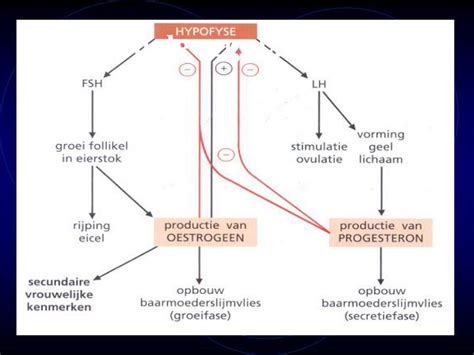 Ppt Voortplanting Bij De Mens Powerpoint Presentation Id 6576947