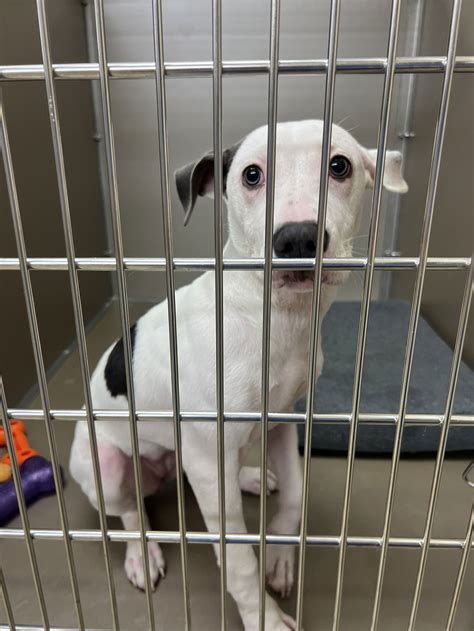 Dog for Adoption - 2210-1696 Jersey, a Pit Bull Terrier in Elizabeth