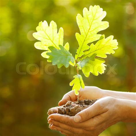 Planting a new oak tree | Stock image | Colourbox