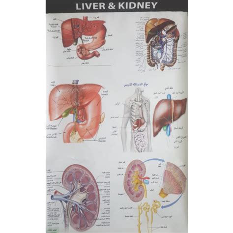 Human Liver and Kidney Chart