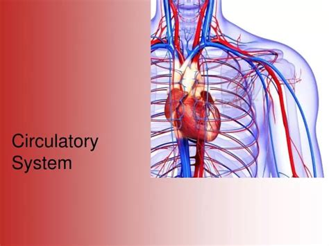 Ppt Circulatory System Powerpoint Presentation Free Download Id