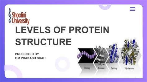 Levels of protein structure.pptx