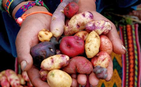 En Boyacá Colombia florecieron 17 variedades de papa ancestral PotatoPro