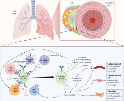 B Cells In Pulmonary Arterial Hypertension Pah A Proposed Model In