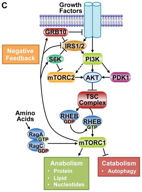 Microscopio Centigrado Costruzione Navale Akt Pkb Signaling Navigating