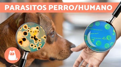 Parásitos Del Perro Que Contagian A Humanos Youtube