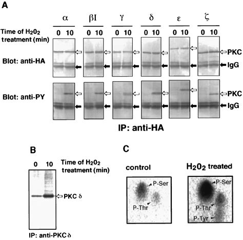 Activation Of Protein Kinase C By Tyrosine Phosphorylation In Response