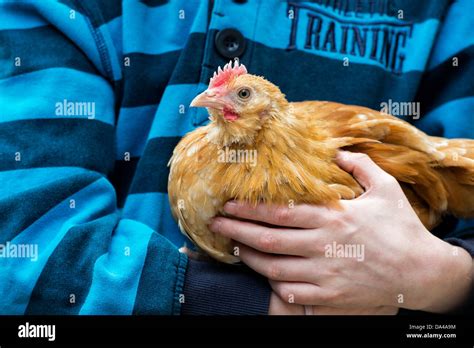 Gallus Gallus Domesticus Young Girl Holding A Pet Bantam Chicken