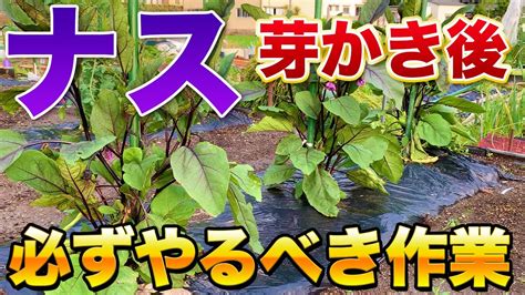 【なすの芽かき】芽かきで病気を防ぐことができる？芽かきをした後に絶対にやるべきこと！ Youtube