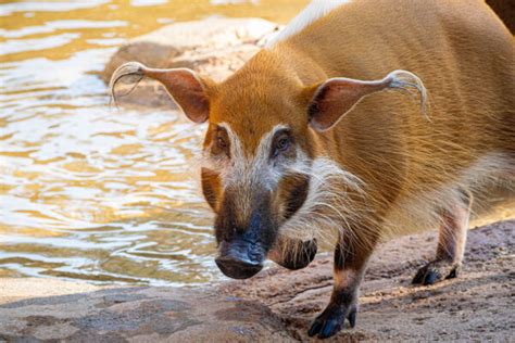 Red River Hog - The Houston Zoo