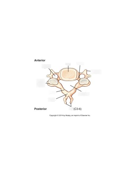 Typical C3 C6 Cervical Vertebra Superior View Labeling Diagram Quizlet