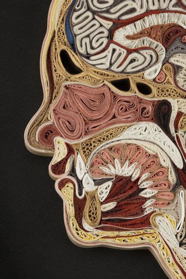 Slice Of Life Artistic Cross Sections Of The Human Body Science